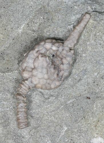 Dizygocrinus Crinoid Fossil - Warsaw Formation, Illinois #45572
